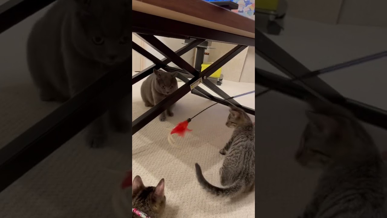 シャルトリューブチ切れるw   Chartreau snapped.