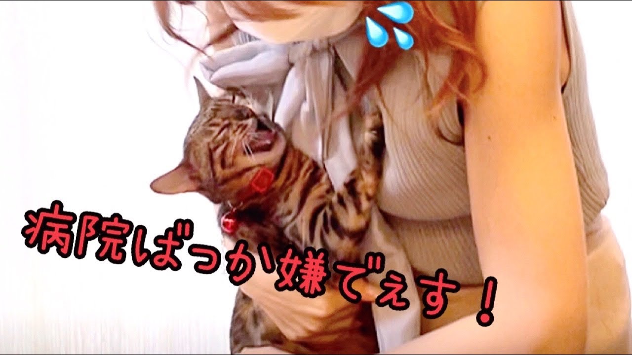 【母娘猫で通院】病院通いにブチギレ母猫と怯える娘猫