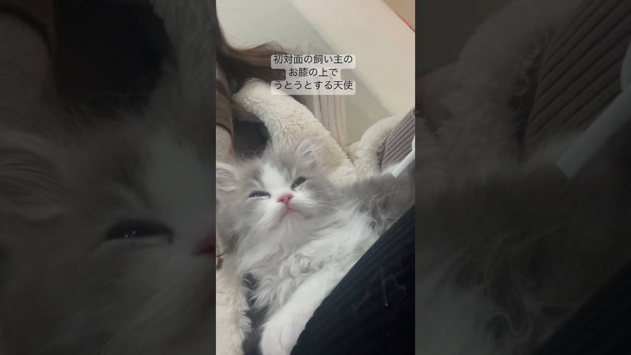 【ラガマフィン】初対面の飼い主のお膝の上でうとうとする天使みたいな子猫【生後2ヶ月】