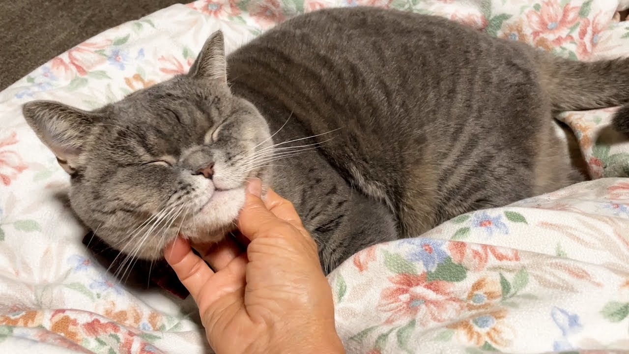 寒くてちゃっかり暖を取りに来るぽっちゃり猫【スコティッシュフォールド】