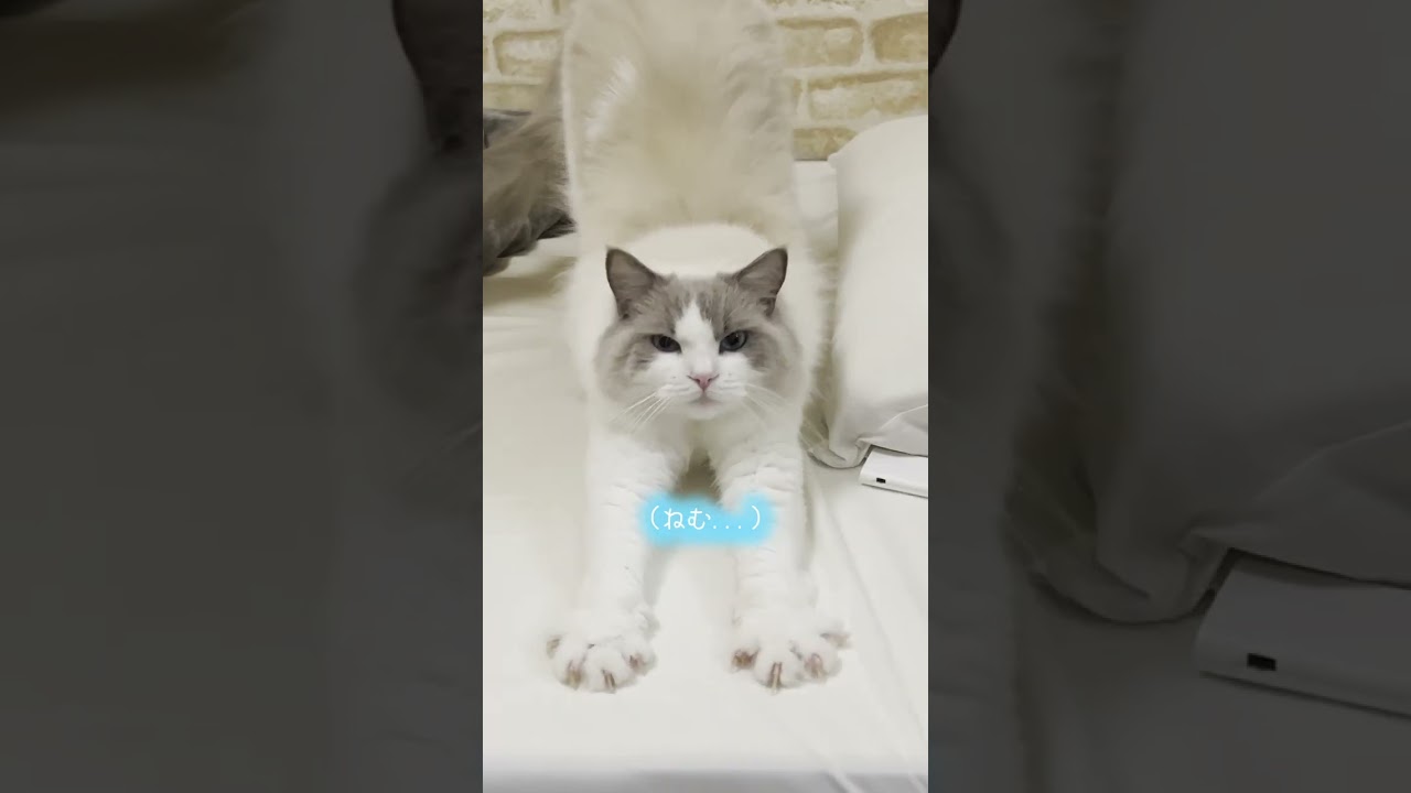 寝起きの猫をごはんに誘ってみた2【ラグドール】【かわいい】#shorts