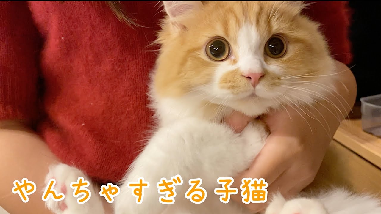 マンチカンの子猫がやんちゃすぎて主は困っています…