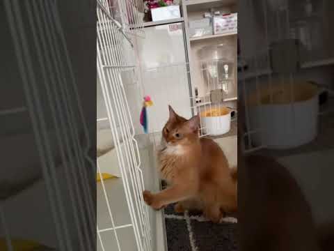 優雅に立ち去るソマリ様