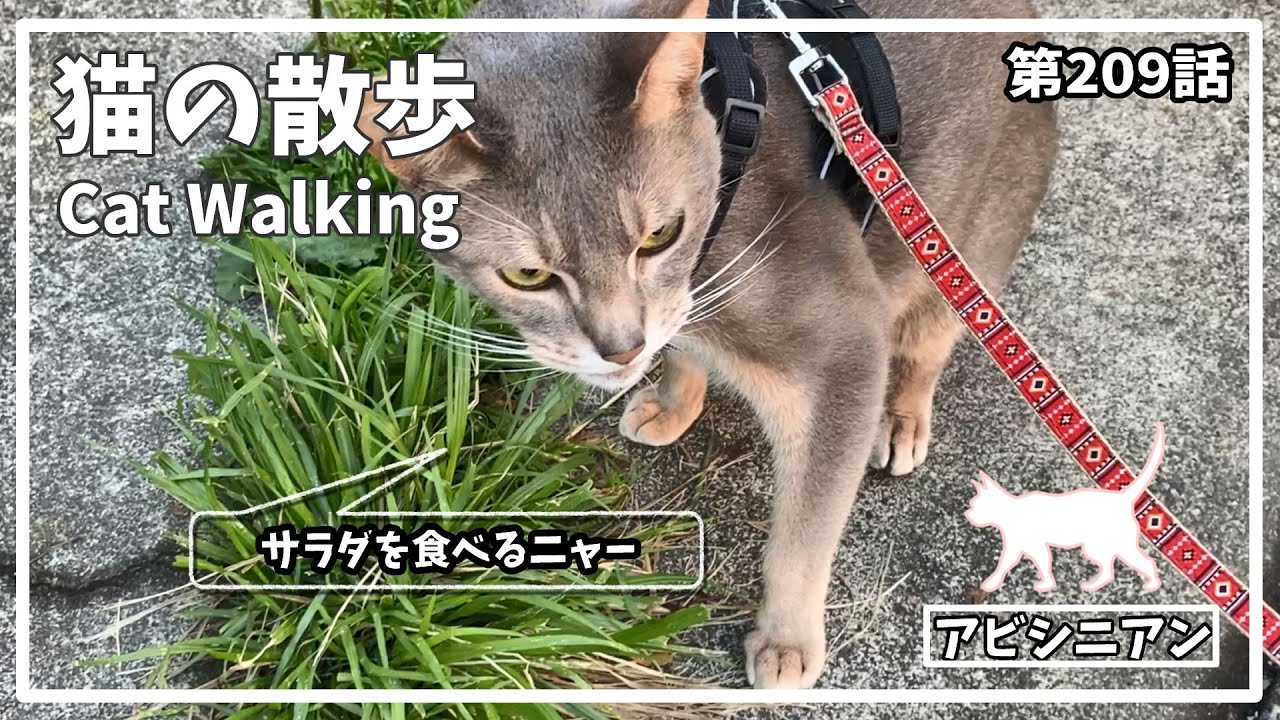[209話] (アビシニアン) 毎日の猫散歩 Cat walking