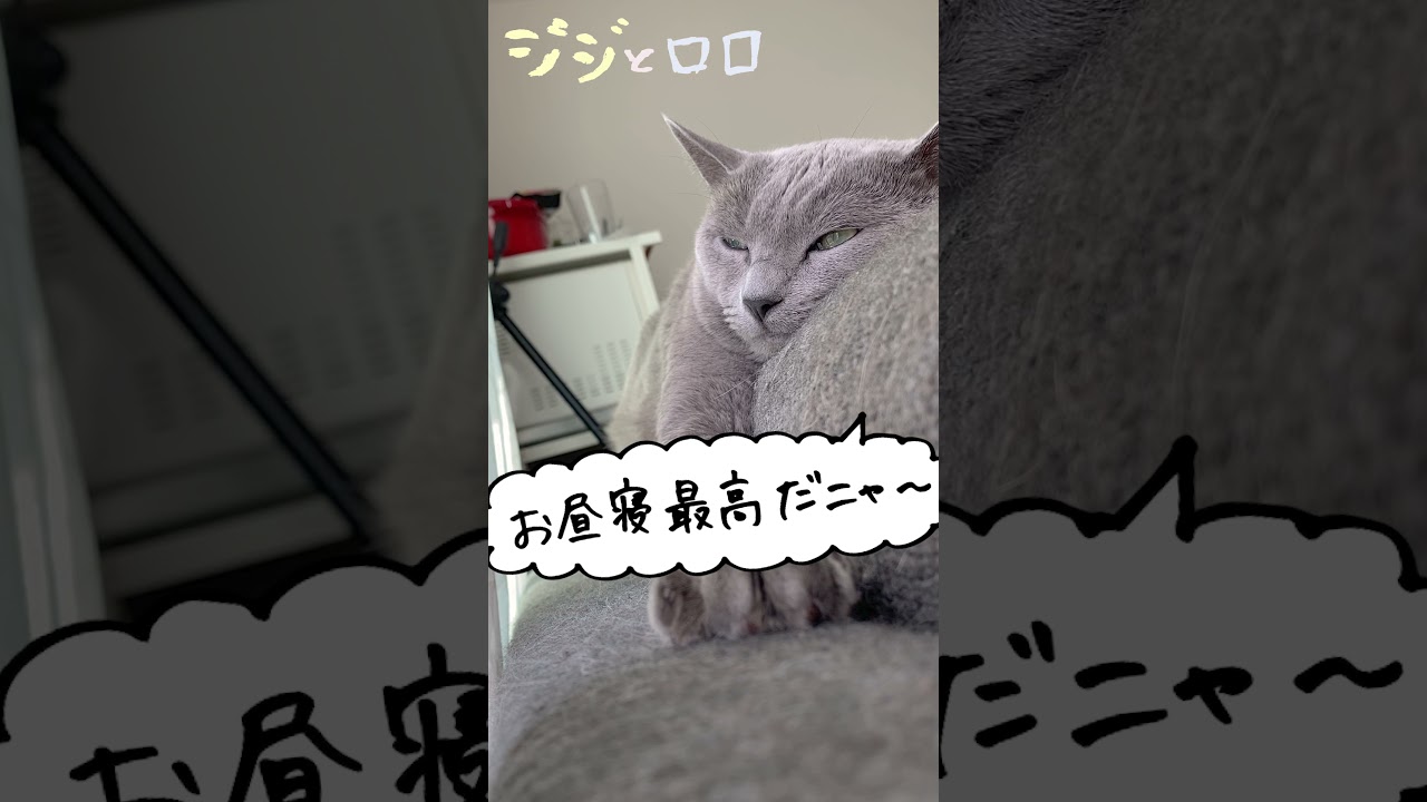 日向ぼっこでうたた寝するロシアンブルー