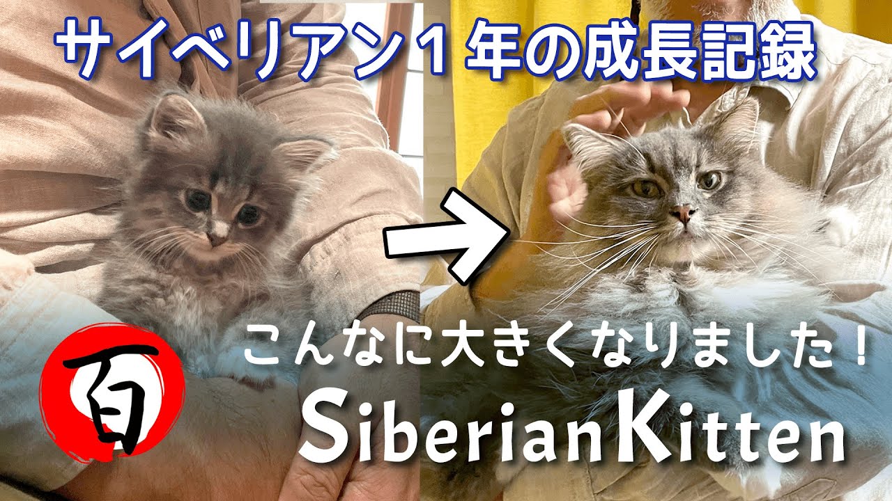 サイベリアン子猫【1年間の成長】こんなに大きくてモフモフになりました！