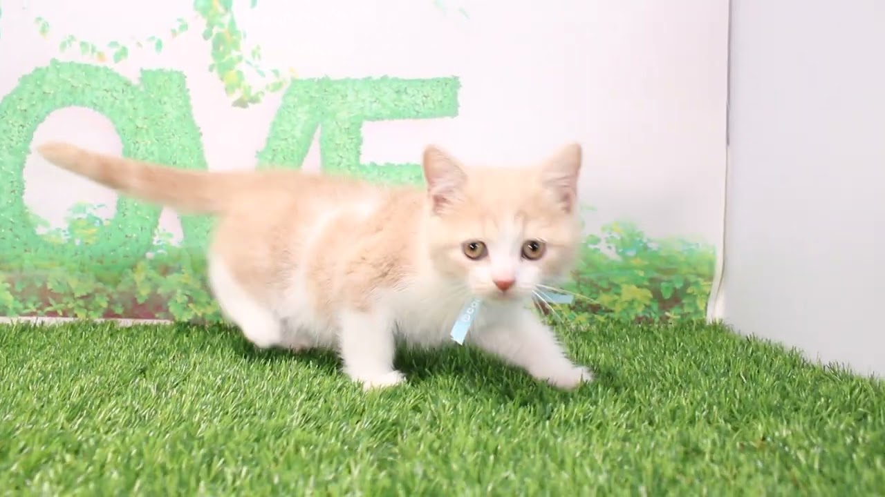 Coo&RIKU　No598071　ブリティッシュショートヘアー