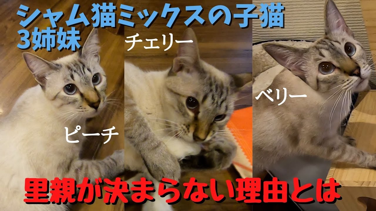 シャム猫ミックスの子猫3姉妹可愛いのに里親さんが見つからないワケとは（保護猫カフェ森のねこ舎）Siamese cat mix kitten
