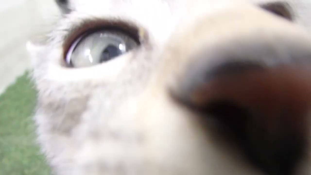 00610584 エジプシャンマウ