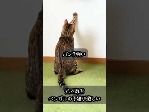 光で遊ぶベンガルの子猫が激しい #猫 #shorts #youtubepartner