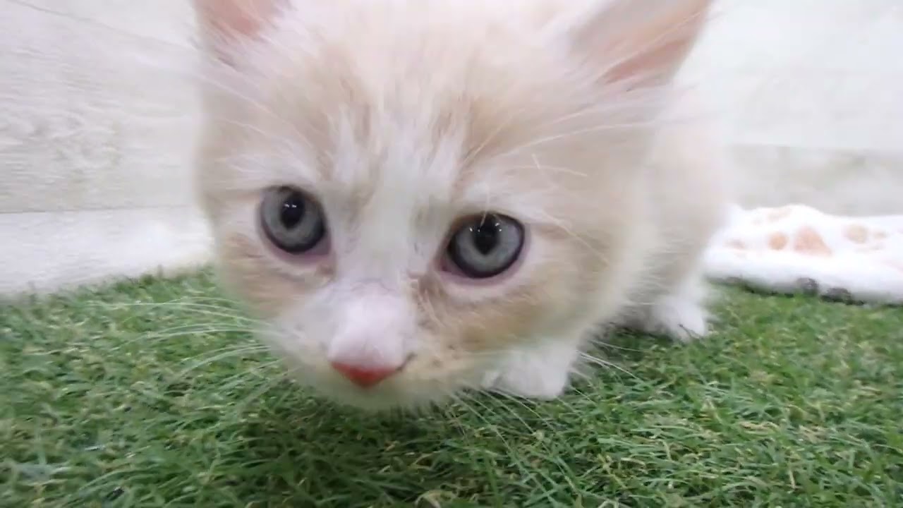 00608045 ノルウェージャン・フォレストキャット