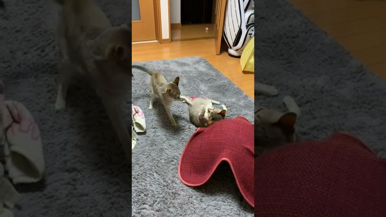 シンガプーラのモカ＆きなこ、仲良くケンカ♪