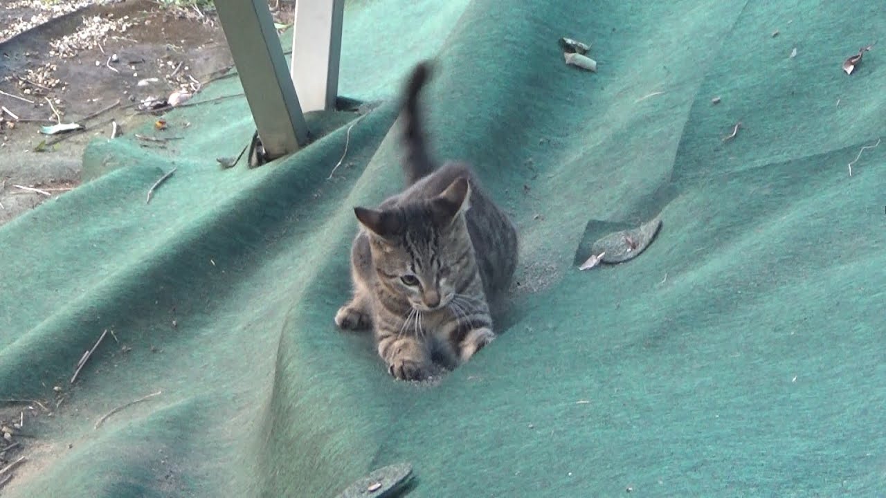 いつも斜面で独特な遊び方をしている子猫