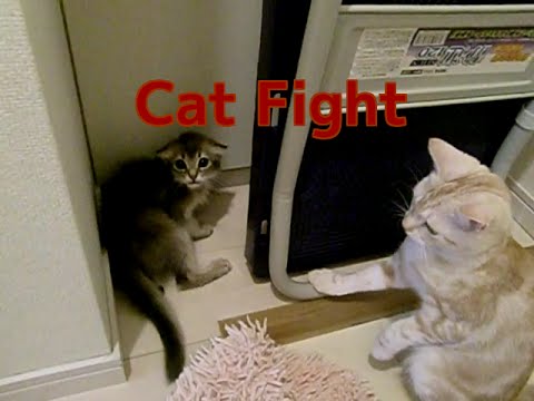 Cat attack威嚇されておもらしした子猫ソマリ