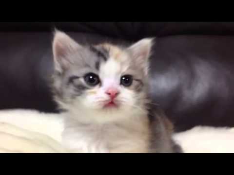 ２番 キャリコロング ヘアー メス立ち耳