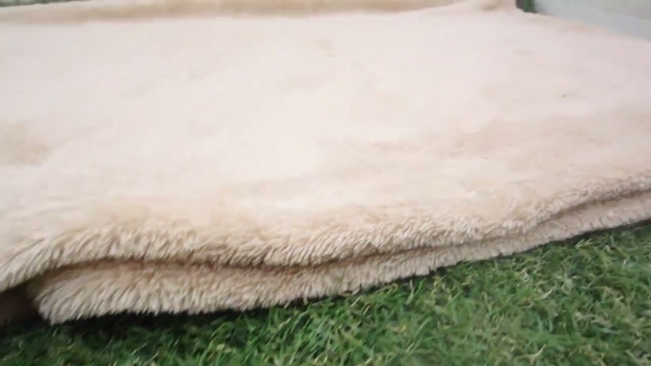 00585562 アメリカンカール