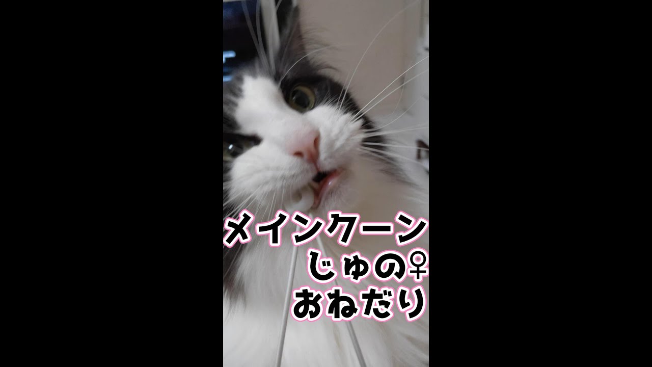 メインクーンじゅののおねだり