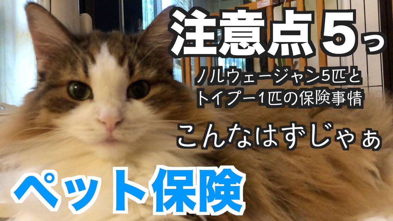 ペット保険★こんなはずじゃぁ★ノルウェージャンフォレストキャット5匹と犬1匹のペット保険事情