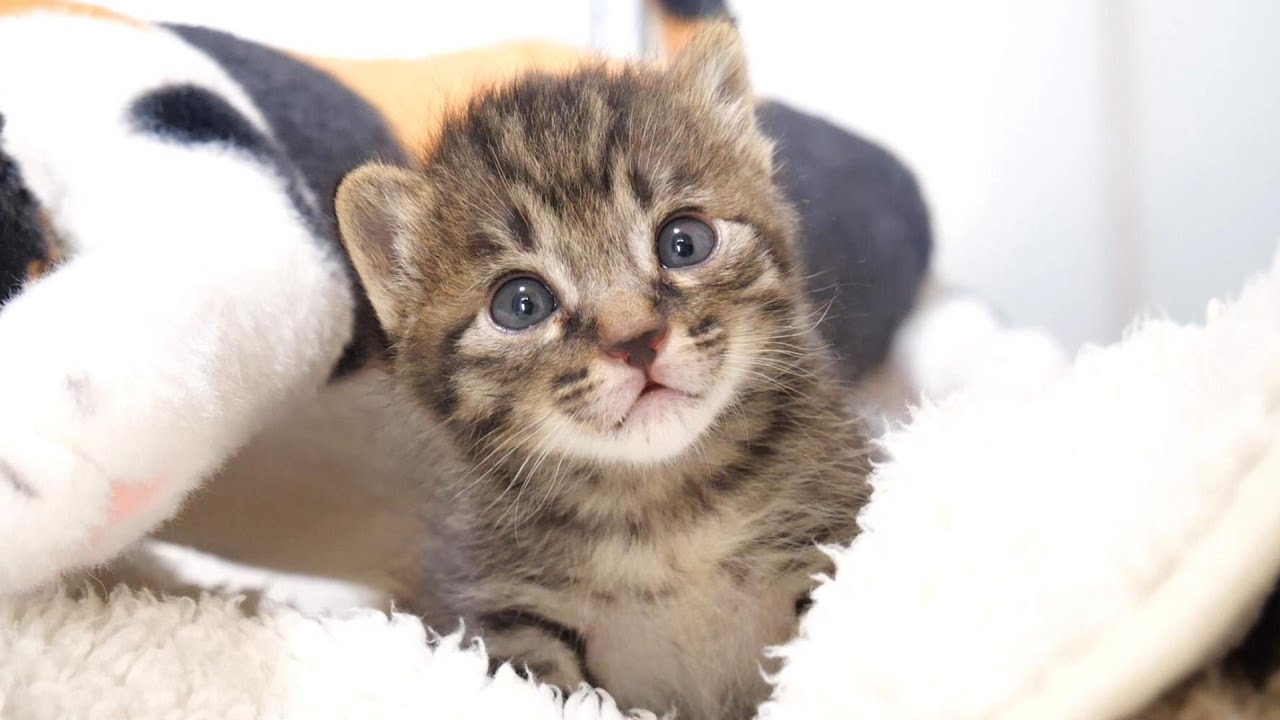 ぬいぐるみを母猫と勘違いしてしまった子猫たちが安心した顔で眠りにつく【赤ちゃん猫　保護猫】
