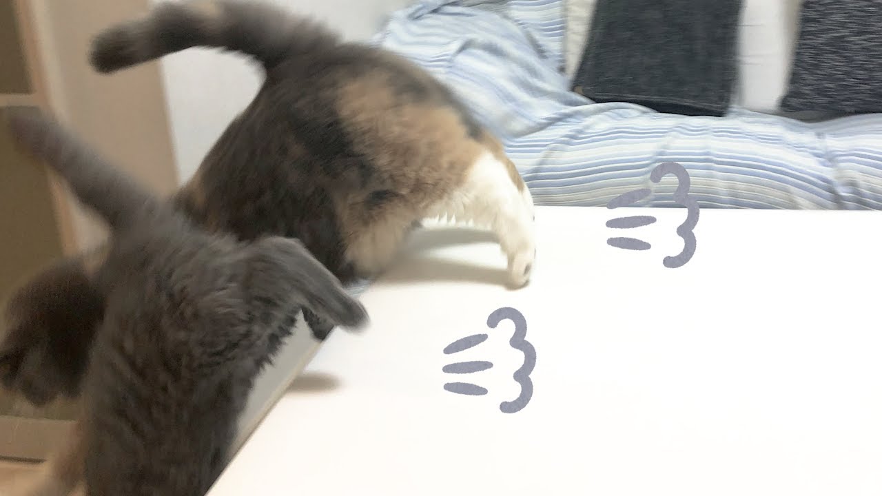 全力猫姉妹、それぞれのこだわり♡｜セルカークレックス｜ブリティッシュショートヘア
