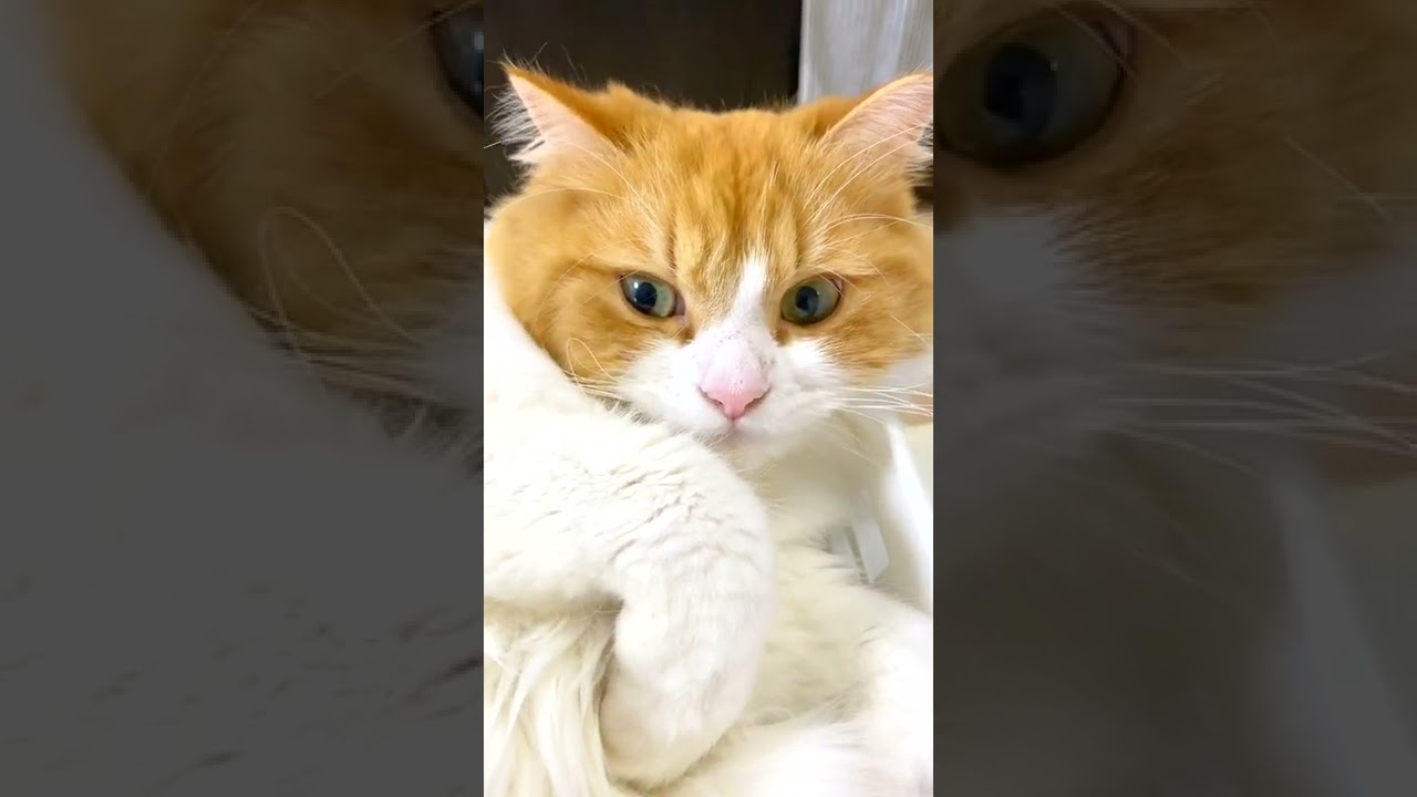 猫ってこんなだっけ・・・［スコティッシュフォールド］ / CuteCat #Shorts​