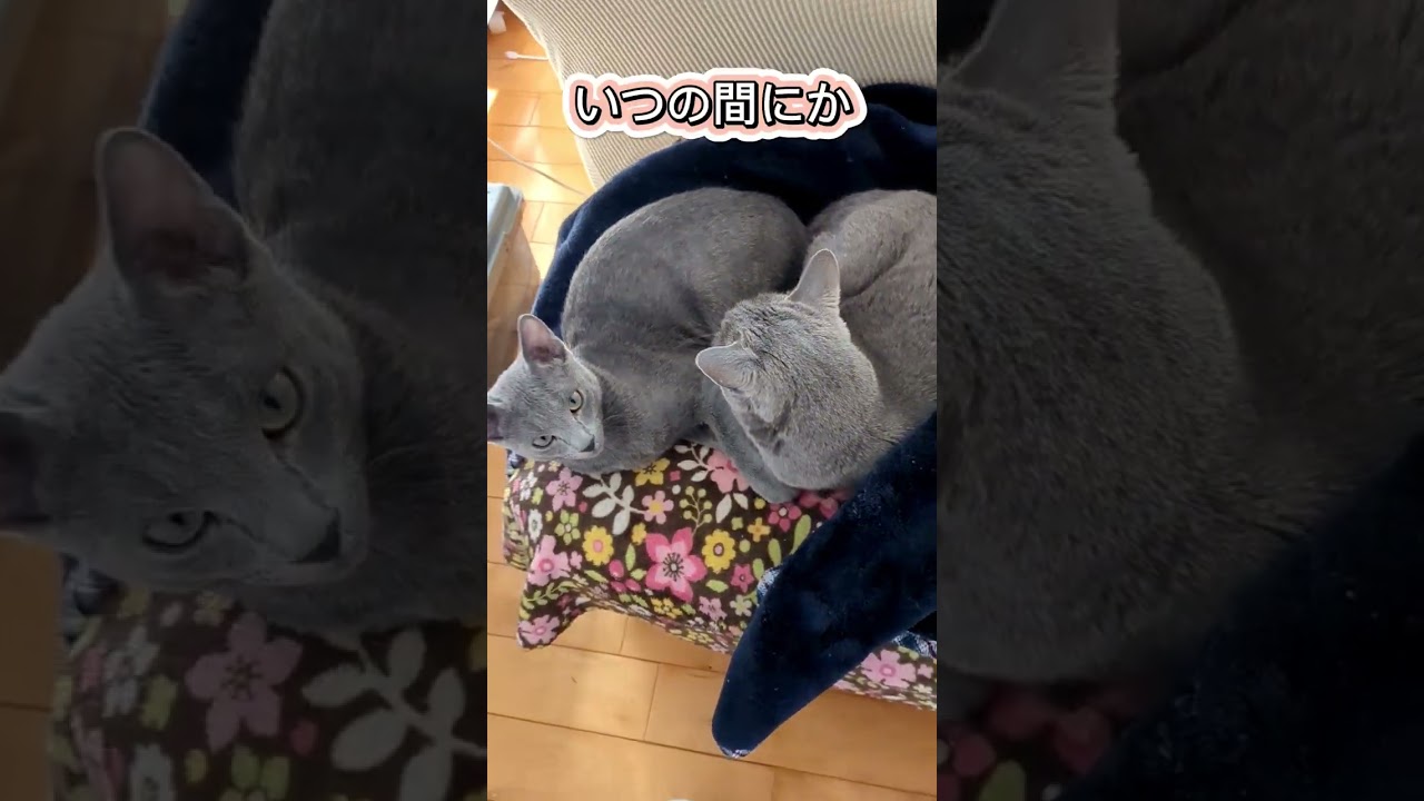 老猫保育園 幸せ過ぎるババ💕 #ロシアンブルー #russianblue  #子猫