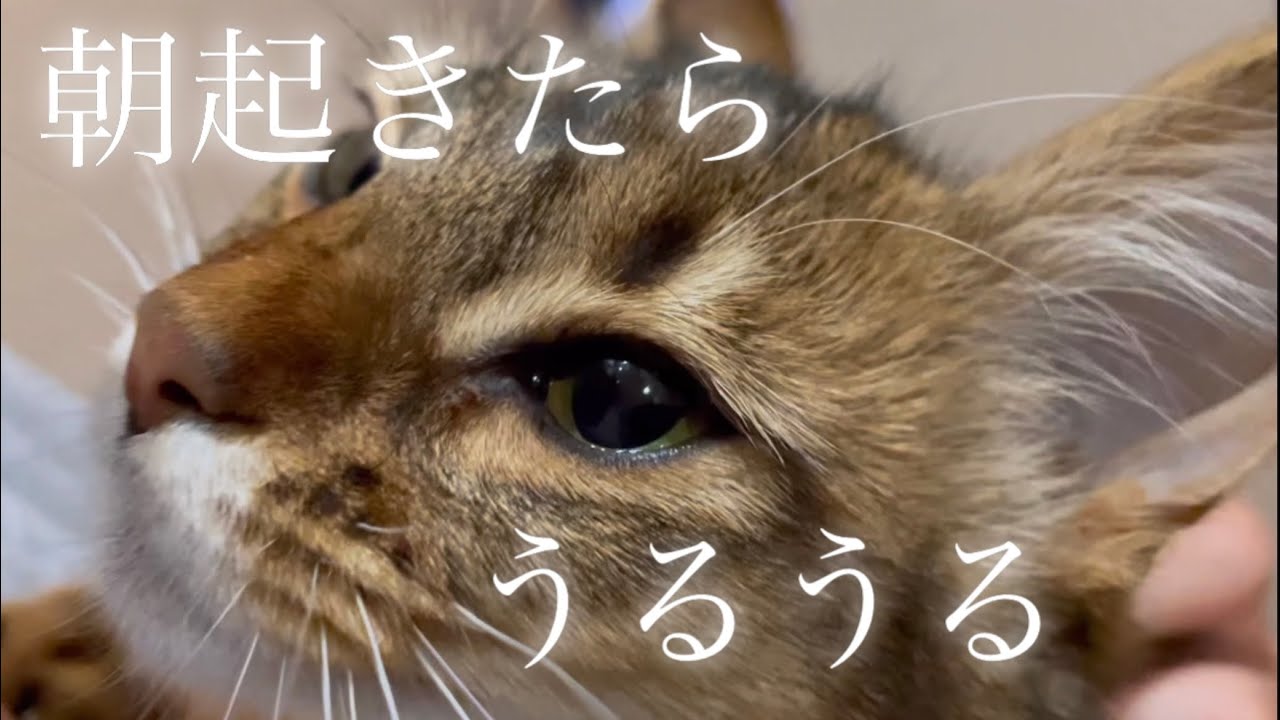 【ソマリの特徴 生後5ヶ月】人懐っこい／毎朝が感動の連続／アンちゃんの場合