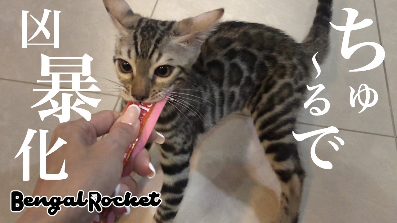 【衝撃】ちゅーるで子猫が凶暴化してベンガル猫に噛み付いた‼︎【ベンガルロケット】