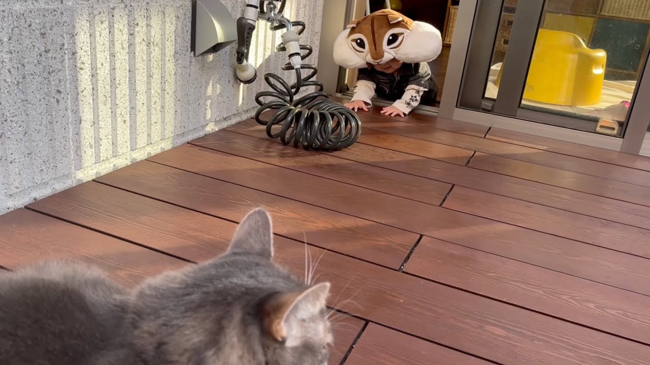 リスに変身して奇妙な動きをする赤ちゃんを目撃した猫　ノルウェージャンフォレストキャット　Cat sees baby transformed into squirrel