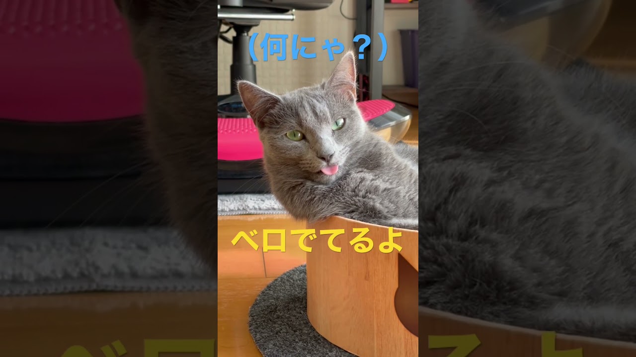 お昼寝中にベロが出ちゃう猫（ロシアンブルー）#shorts