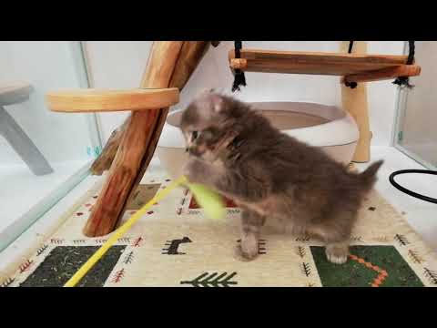 アメリカンカール 女の子 2022/04/09生まれ