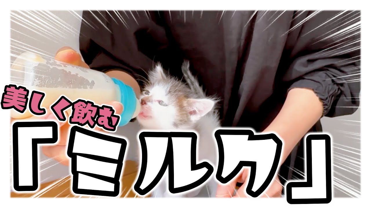 【子猫】「ドッスンバッタン！」全く気にせず食べる子猫★ミルクは味わって飲みたいの【保護猫生活33日目】
