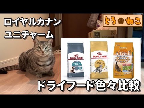 【アメリカンショートヘア】猫にとってどれがベスト？ドライフードを色々比較【アメショー】