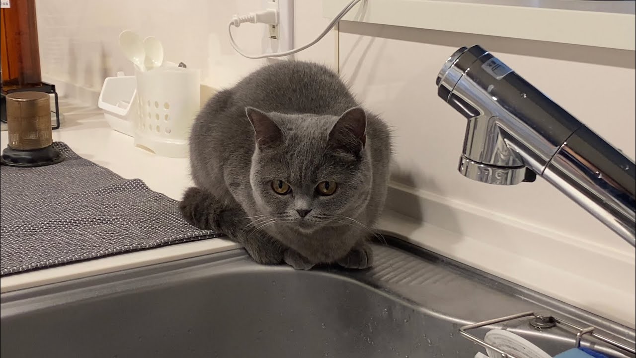 洗うのを見守る猫【ブリティッシュショートヘア】