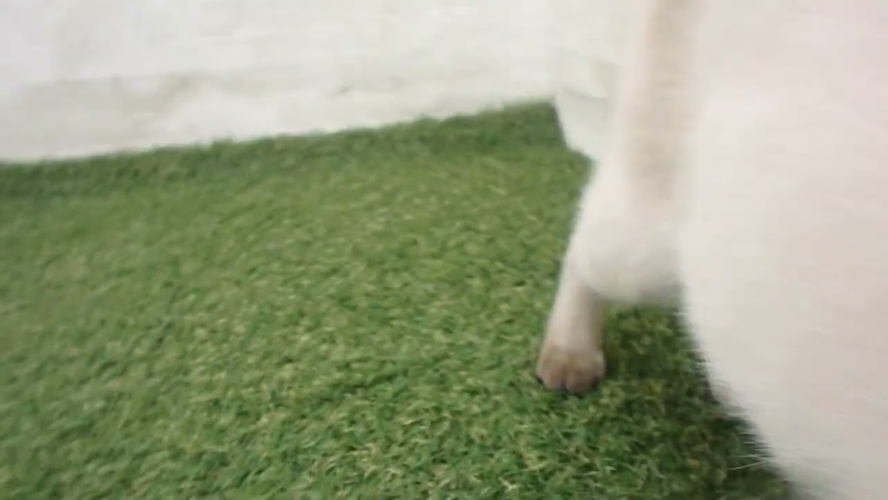 00582853 トンキニーズ