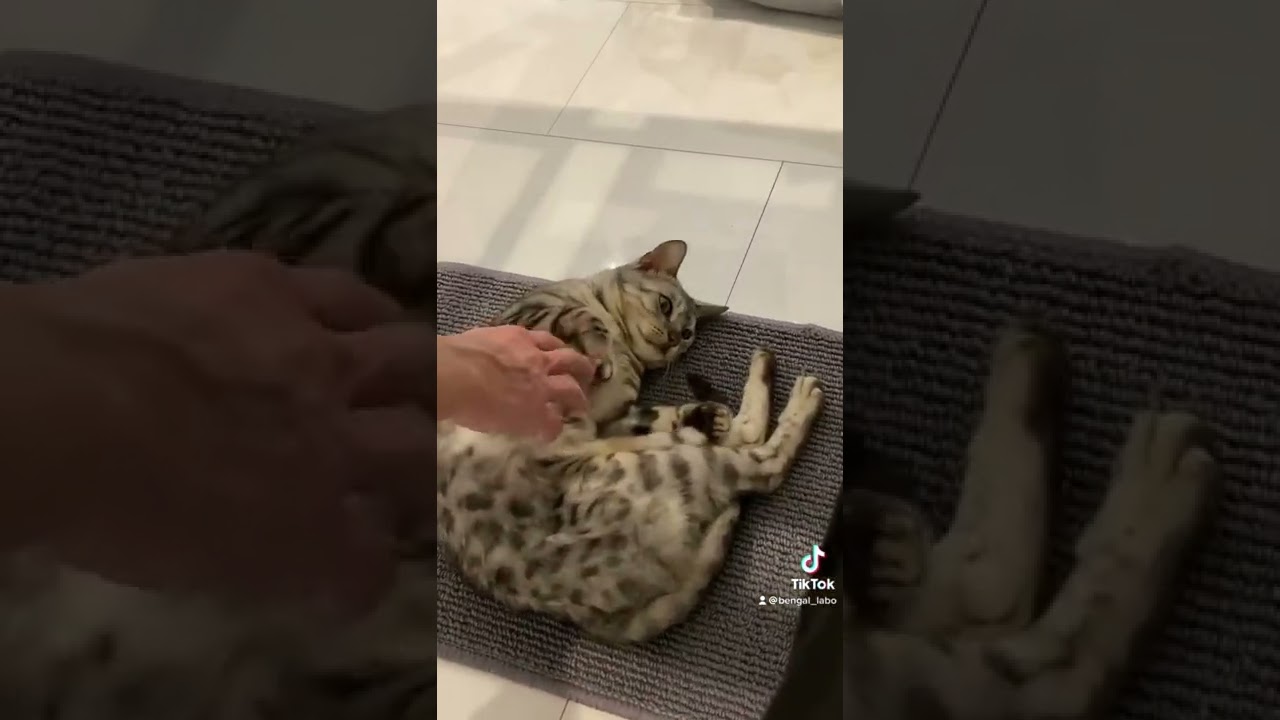 何考えてるかわからん　#shorts #ベンガル猫 #ねこのいる暮らし