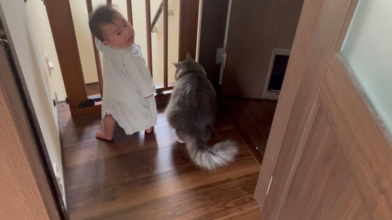 別れる事を察して大泣きする赤ちゃんと一緒にママを見送る猫　ノルウェージャンフォレストキャット　Cat sees mom off with crying baby