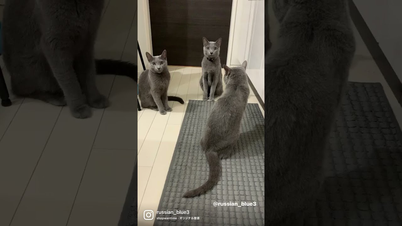 [3匹のロシアンブルー] 猫の会議！#shorts