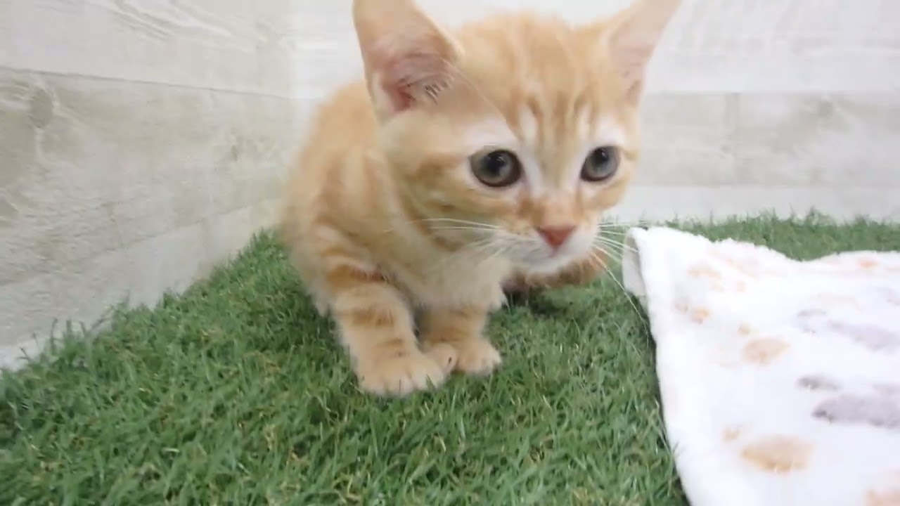 00610994 アメリカンショートヘアー