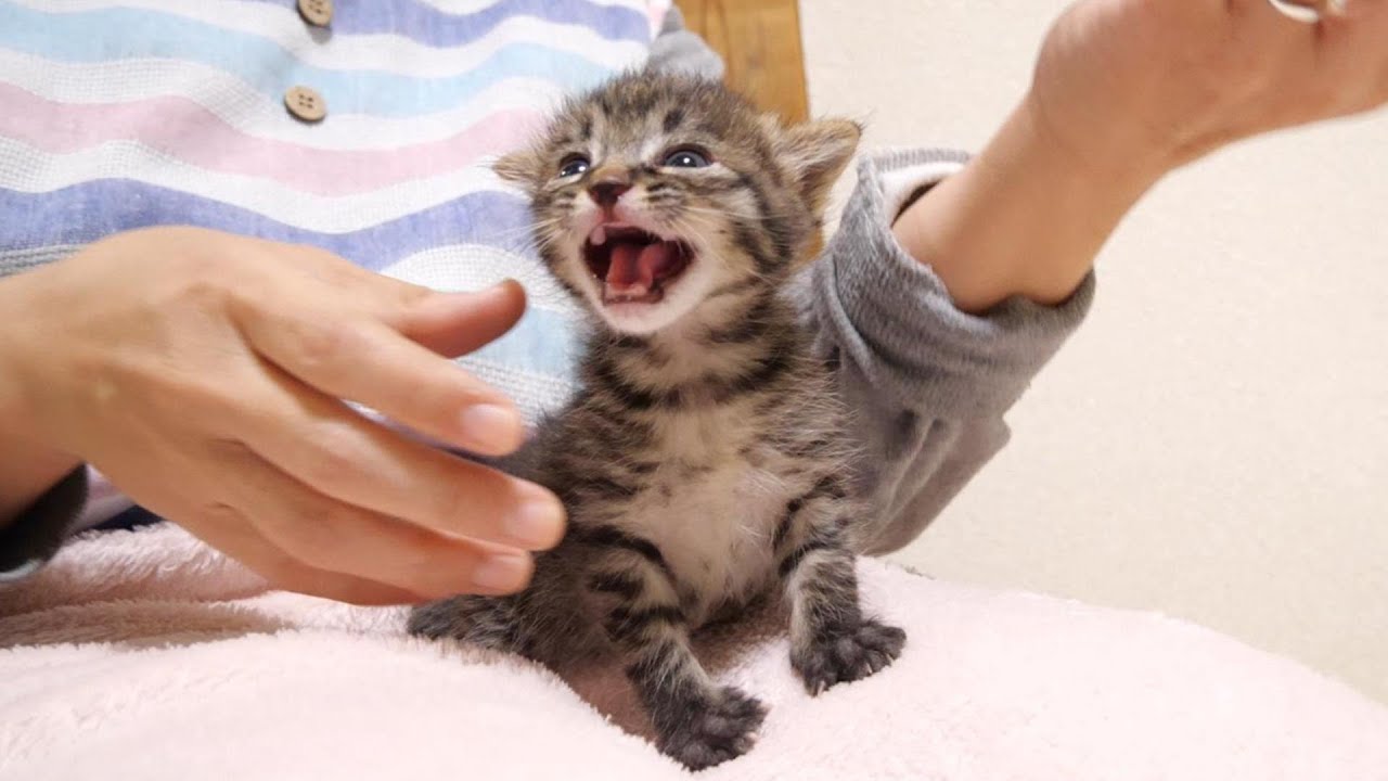 ミルクタイムに興奮してしまった子猫がうれしそうな顔でサイレントニャー【赤ちゃん猫　保護猫】