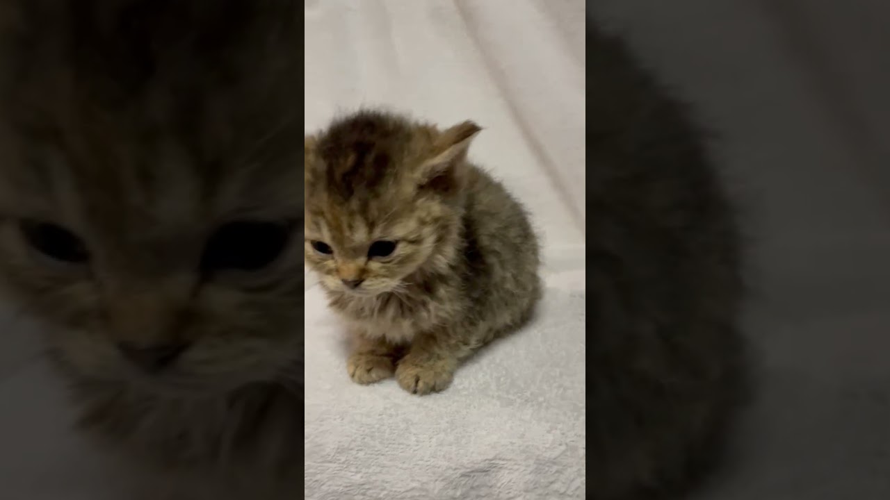 セルカークレックス 珍しい猫種セルカーちゃん♪