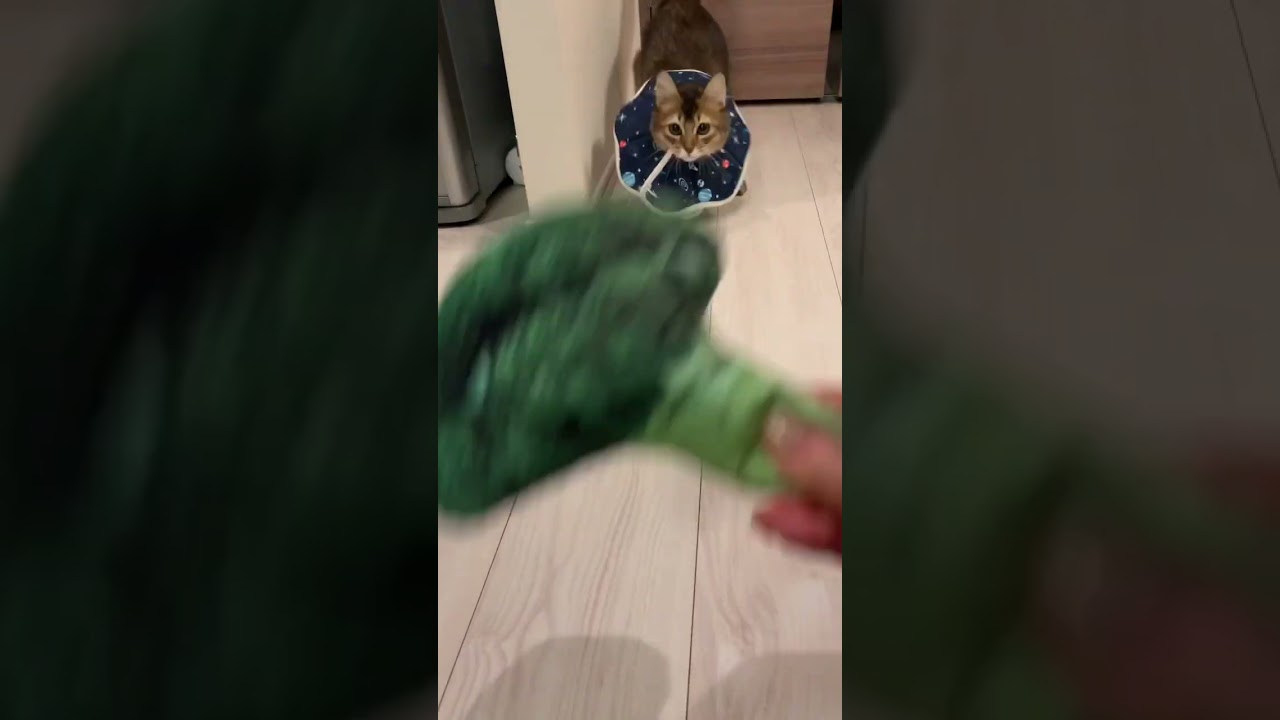 #癒し猫動画 #ソマリ #しっぽ吸い