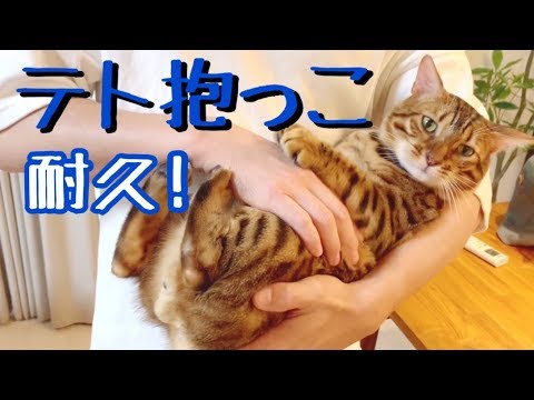 ベンガル猫テト抱っこ耐久！パパさんテトなら余裕だよね？