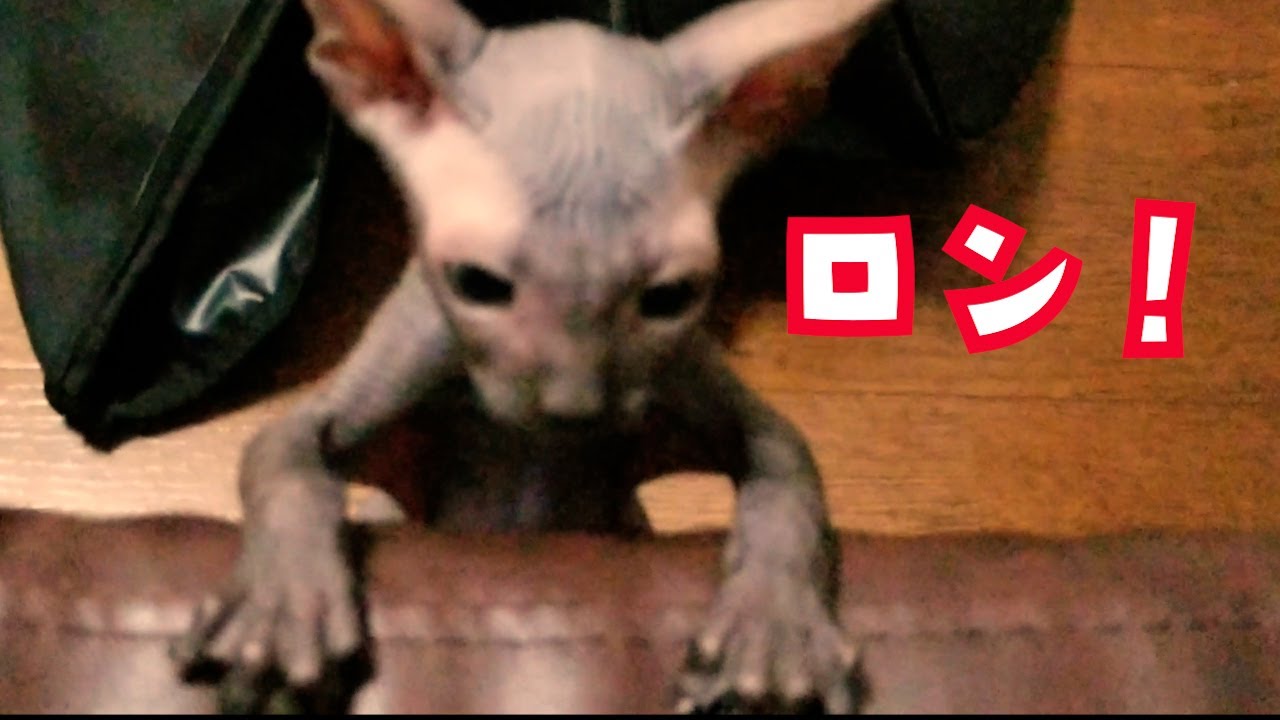 スフィンクス猫アルくん　やんちゃさが増してきた！