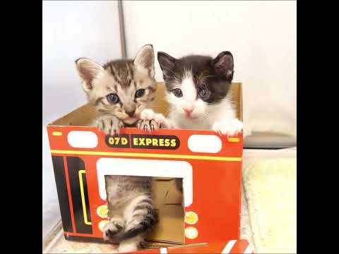 【赤ちゃん猫　保護猫】仲良く猫バスに乗る子猫たち　#shorts