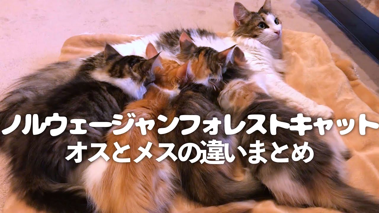 飼いやすいのは？去勢手術、避妊手術をすると性格も変わる、オスとメスの違い。ノルウェージャンフォレストキャット