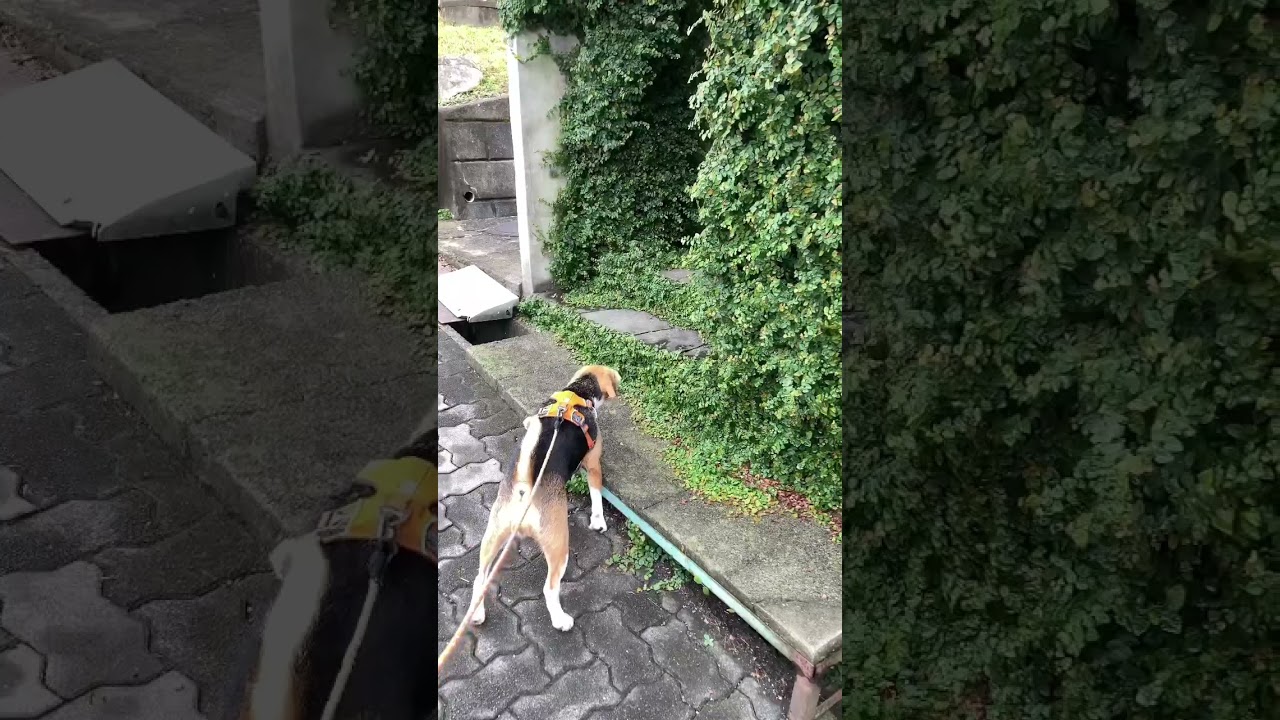 お友達の猫さんどこ？#ビーグル#シャム猫