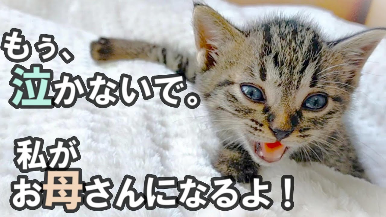 【保護子猫】お母さんのぬくもりを忘れることができない子猫