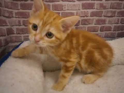 607840 アメリカンショートヘアー