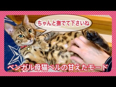 育児中のベンガル猫ベルが甘えたモード